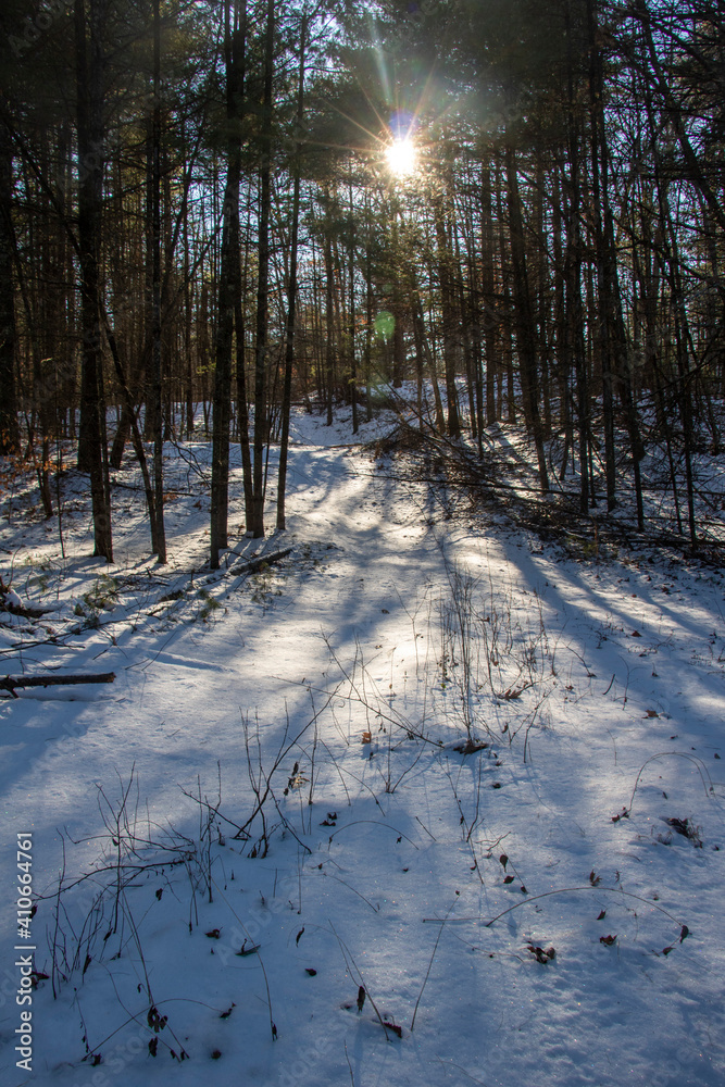 Starry Sun Through Trees on a Snowy Path. Streaming light in the forest on a cold winter day.