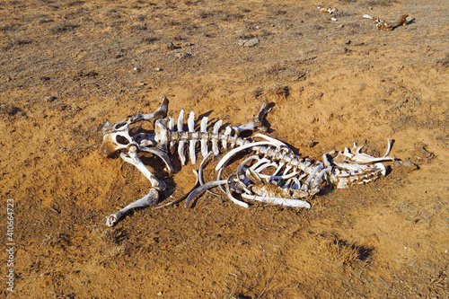 Cow skeleton in the steppe / Скелет коровы в степи