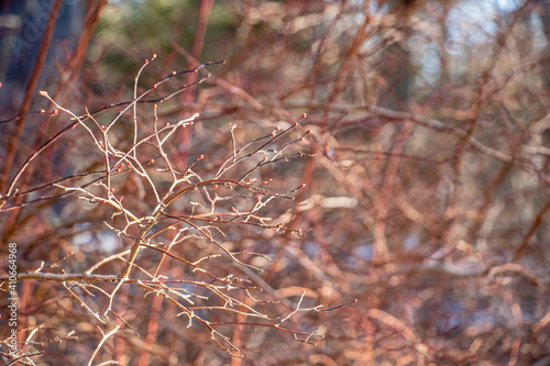 Winter Plant with Buds on a Warm Background. Background with lovely light and interesting texture.