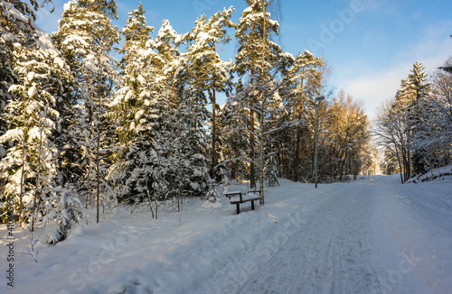 Winter Snowy road in woods. Path or trail in the park. The forest trees pines and spruces all around. The bench for people rest nearby the road is covered with a thick layer of snow. Nobody walking.