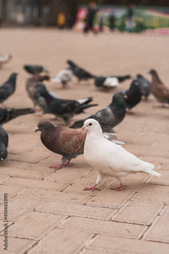 Fototapeta premium A white pigeon walks next to a gray pigeon on the street