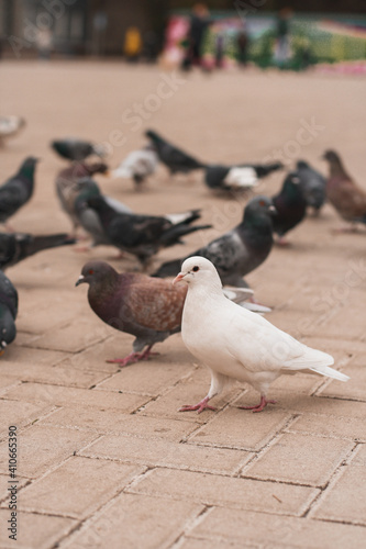 A white pigeon walks next to a gray pigeon on the street