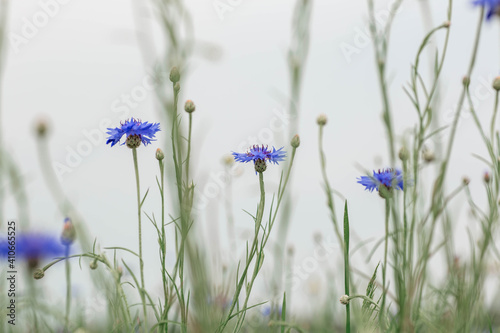 Knapweed field background. Amazing blue cornflower