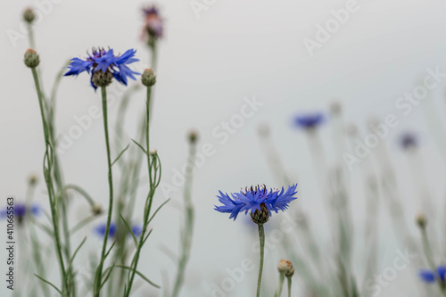 Knapweed field background. Amazing blue cornflower photo