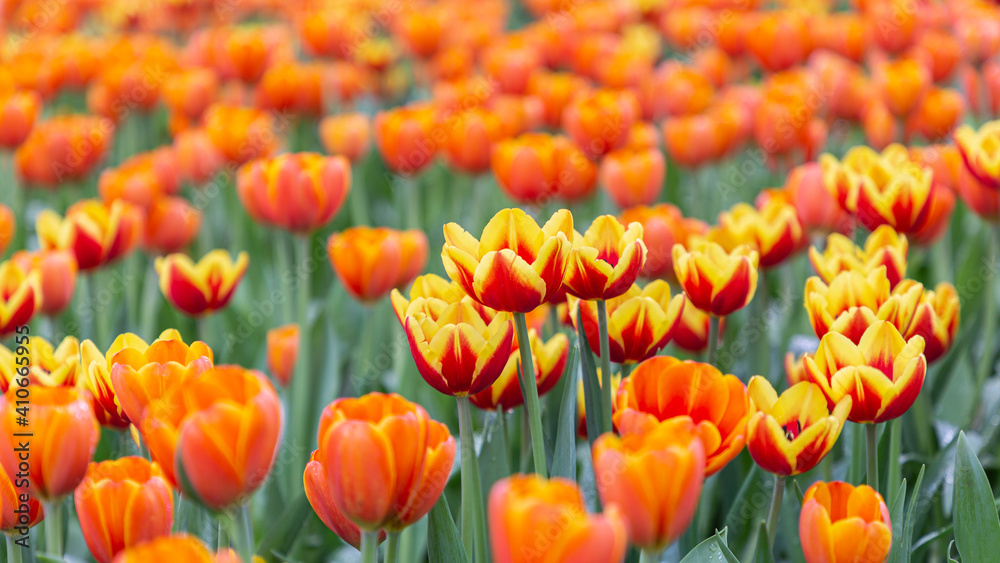 Colorful tulips on a windy spring day Colorful tulips on a windy spring day