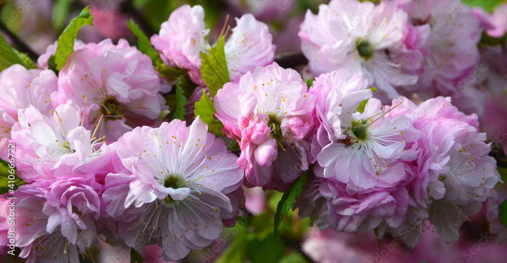 Fototapeta premium Prunus triloba or Louiseania pink flowers in a spring garden.Blooming Three-lobed almond or sakura. Ornamental gardening concept.