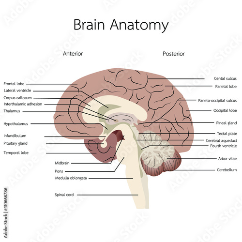 Human brain anatomy vector illustration on white background