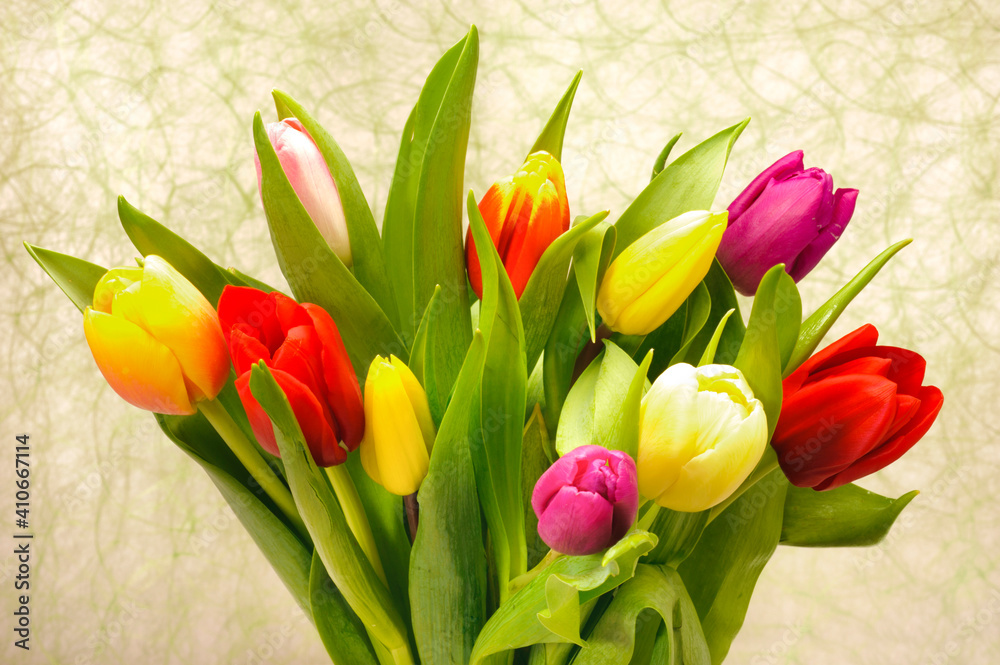 Obraz premium tulip flowers as present