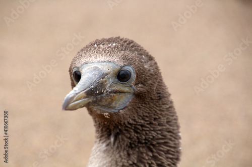 Young Blue footed Booby  Galapagos Island  Floreana Island  Ecuador  South America 