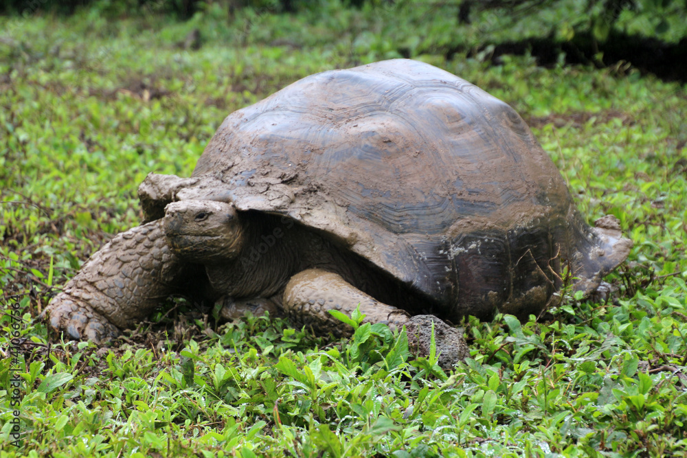 Giant tortoise in the Galapagos Islands, Ecuador, South America