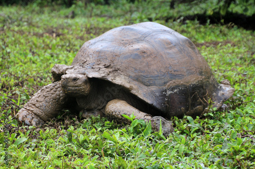 Giant tortoise in the Galapagos Islands, Ecuador, South America
