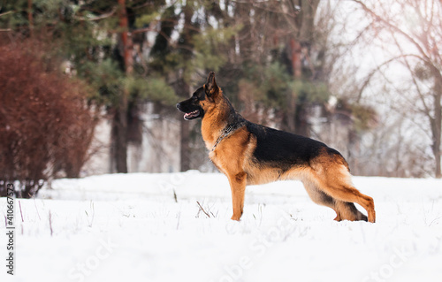 Shepherd dog standing sideways in the park in winter