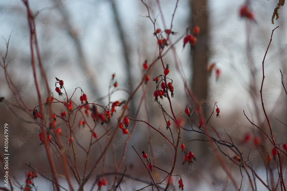 rose hips in winter. Red berries on white snow blurred landscape. rose hips in winter. Red berries on white snow blurred landscape.