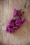 Purple lilacs - lila Flieder