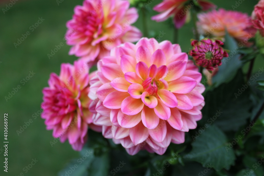 pink dahlia flower in garden pink dahlia flower in garden