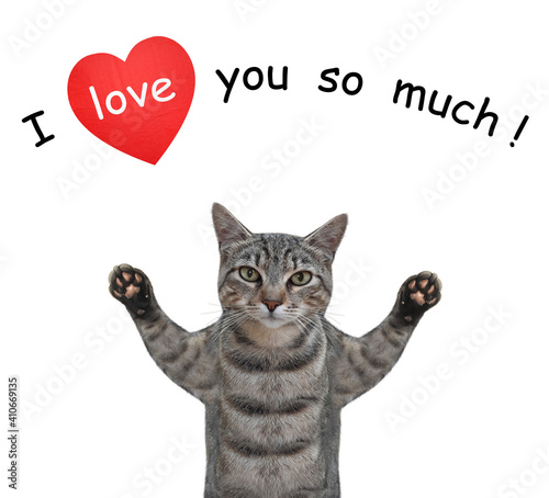 A gray cat is in love. I love you so much. White background. Isolated.