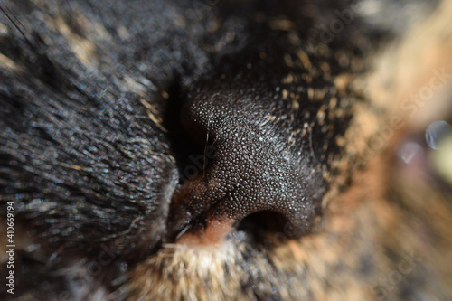 Macro image of a cat s nose