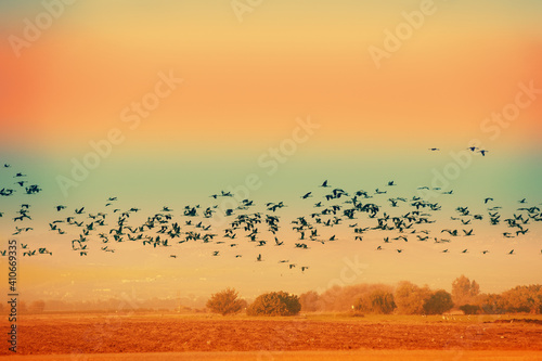 Birds against the background of the mountains in the evening. The Hula Valley in northern Israel at sunset