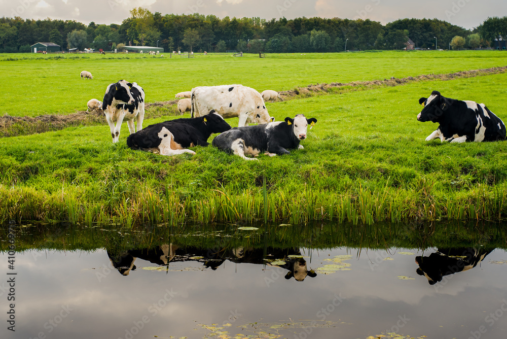 Typical Dutch polder landscape with cows and clouds reflected water surface of the ditch. The photo was taken near the Leiden, South Holland, Netherlands