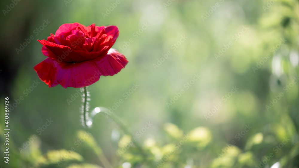 Background picture with poppy.
Poppy originality.Decorative flower, odorless. Background picture with poppy.
Poppy originality.Decorative flower, odorless.