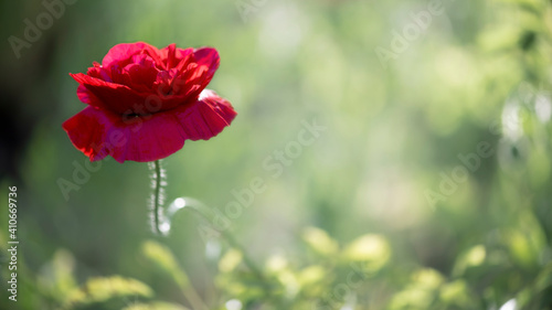 Background picture with poppy. Poppy originality.Decorative flower, odorless.