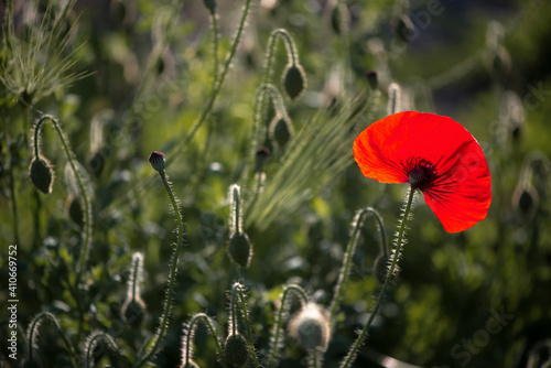 Fragile, delicate creature.A living embodiment of the fantasy of nature.Decorative flower, odorless.Creating a mood.In the garden blossom poppies.A bright red poppy, attracts bees..