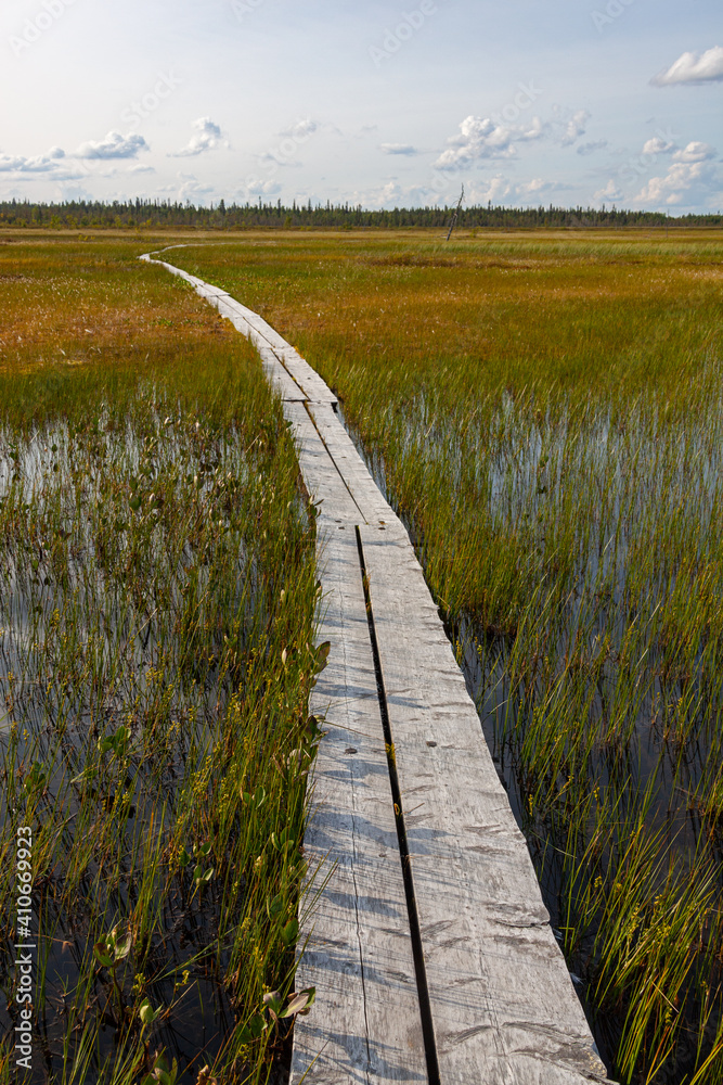 Fototapeta premium Planked footway through swamp in national park, northern Finland