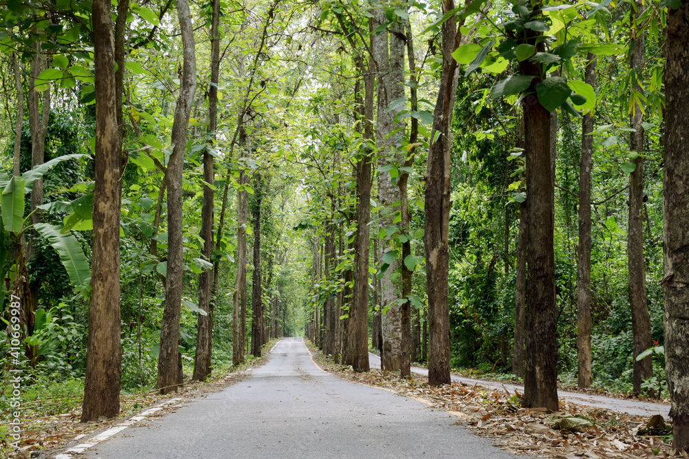Plant of green teak trees forest landscape Plant of green teak trees forest landscape