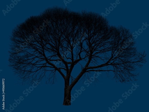 Silhouette of a leafless willow tree on isolated prussian blue background photo