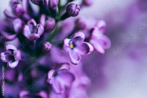 Beautiful lilac flowers. Spring flowering. Blooming bouquet of lilacs with a delicate tiny flower. Purple lilac flower on the bush. Summer time. Background. Macro