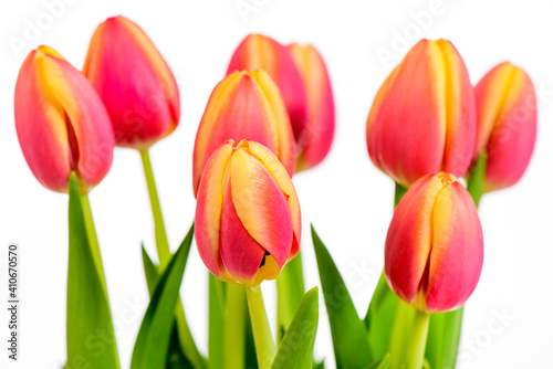tulip flowers as present