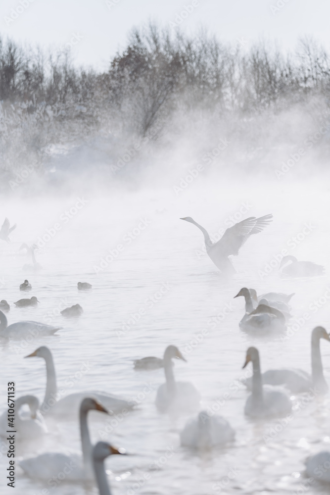 many white swans on the winter lake with steam many white swans on the winter lake with steam