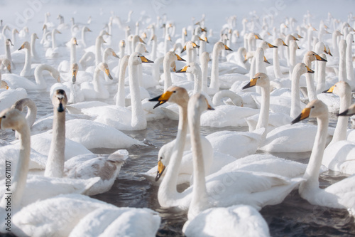 many white swans on the winter lake with steam