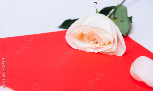  rose on a color paper  as a background. valentine s day celebration and eighth march concept