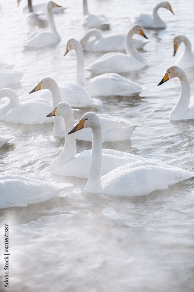 Obraz premium many white swans on the winter lake with steam