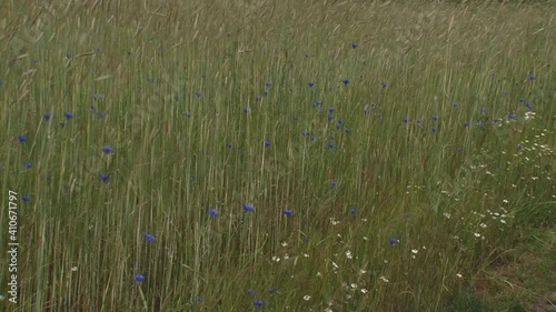 blooming cornflowers and chamomile at field edge waving rye field - medium shot. Beautiful wild flowers return in crop fields if farmers use less fertilizer.