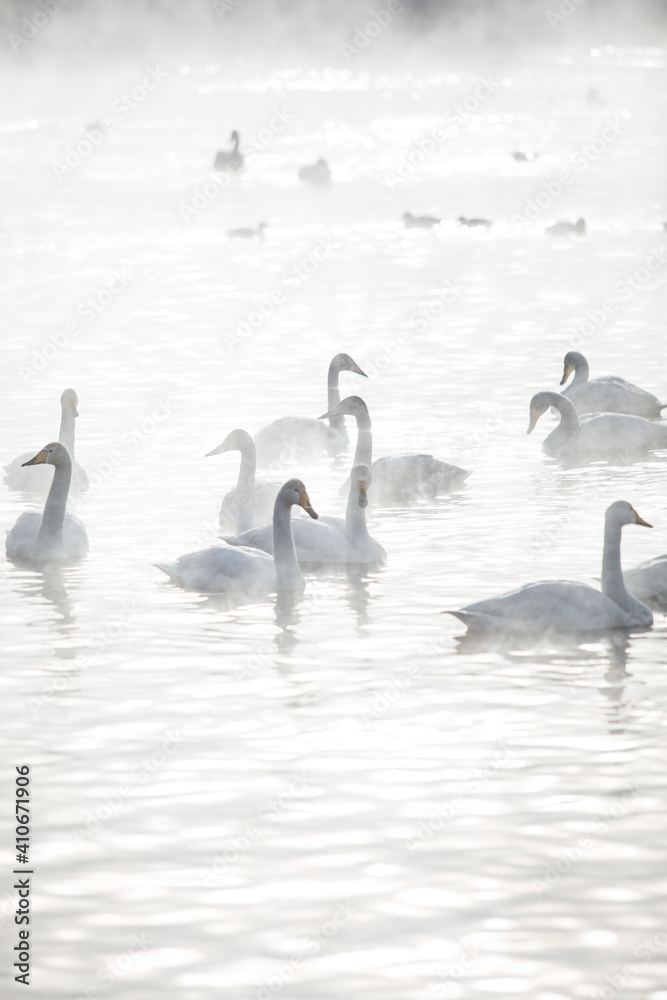 Fototapeta premium many white swans on the winter lake with steam