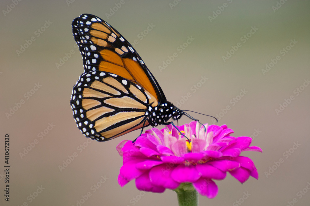 Fototapeta premium Butterfly 2020-63 / Monarch butterfly (Danaus plexippus)