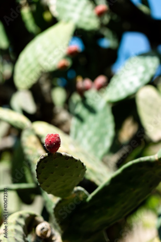 An inviting red prickly pear ready to be caught.