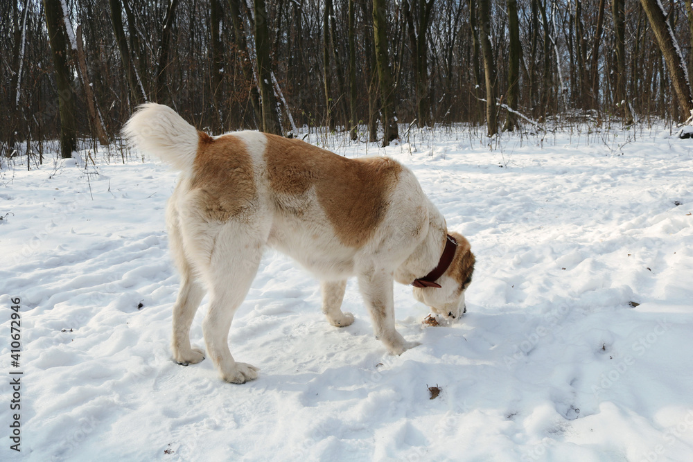 A large white red dog walks in a snowy winter forest. Animal close-up. The dog is a purebred Central Asian shepherd dog.