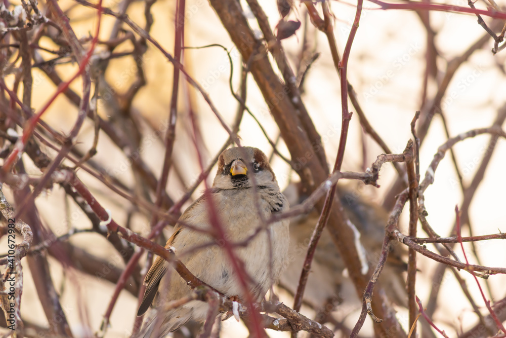 a fat fat sparrow on a red branch on a white blurry background. толстый отъевшийся воробей на красной ветке на белом расплывшемся фоне a fat fat sparrow on a red branch on a white blurry background. толстый отъевшийся воробей на красной ветке на белом расплывшемся фоне