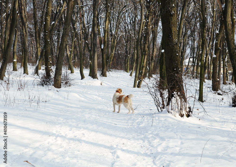 A large white red dog walks in the winter forest. There is a lot of snow on the ground and in the trees. Dog breed Central Asian Shepherd. A large white red dog walks in the winter forest. There is a lot of snow on the ground and in the trees. Dog breed Central Asian Shepherd.