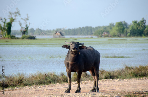 Water buffalo eating the grass in Songkhla Lake. Songkhla, Tailand © konjaunt