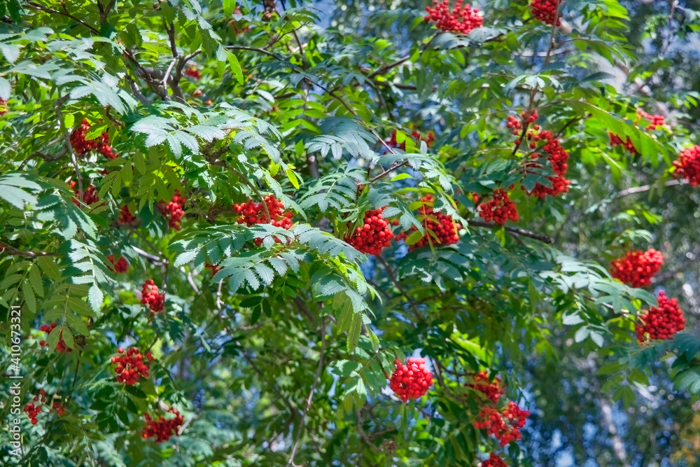Rowan branch with a bunch of red ripe berries. Sorbus aucuparia tree closeup on sky background.