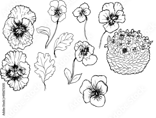 Pansies, flowers, bloom, flora. Seamless pattern, print, textile. hand-drawn  spring, summer, nature. Purple, yellow, pink