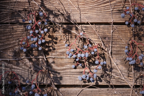 Branches of wids grape with berries on a backgrround of textured boards photo