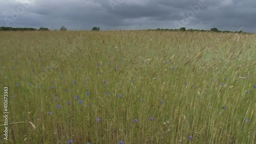 pan + hold crop field with corn flowers blooming.Beautiful wild flowers return in crop fields if farmers use less fertilizer.