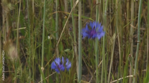 blooming cornflowers in waving rye field - close up. Beautiful wild flowers return in crop fields if farmers use less fertilizer.
