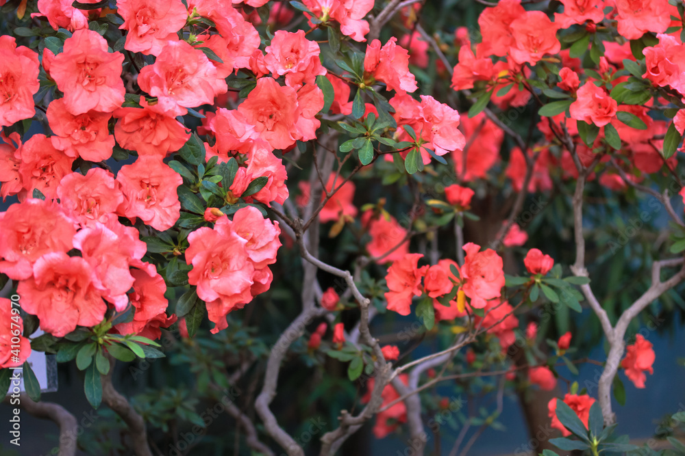 Red azaleas in bloom, rhododendron tree with flowers against green foliage background. Garden plant care. Place for text.
