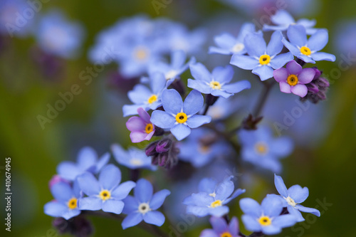 Forget-me-not flowers in the garden, natural background, selective focus, blur, close-up.